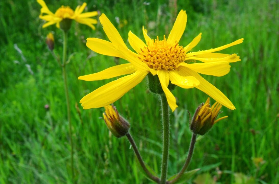 arnica per il trattamento dell'osteocondrosi toracica